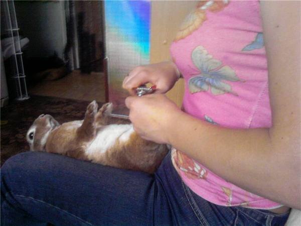 Как правильно подстричь когти и мех кролику в домашних условиях - фото