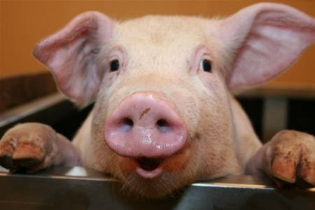 Как правильно содержать свиней в домашних условиях - фото