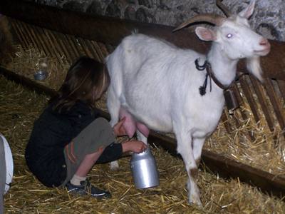 Как раздоить козу если она дает мало молока: видео - фото