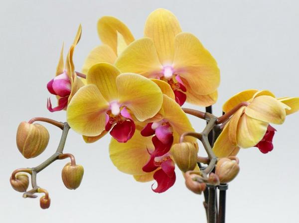 Выращивание орхидей: как размножить орхидею в домашних условиях - фото