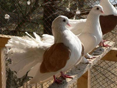 Как разводить голубей в домашних условиях: видео - фото