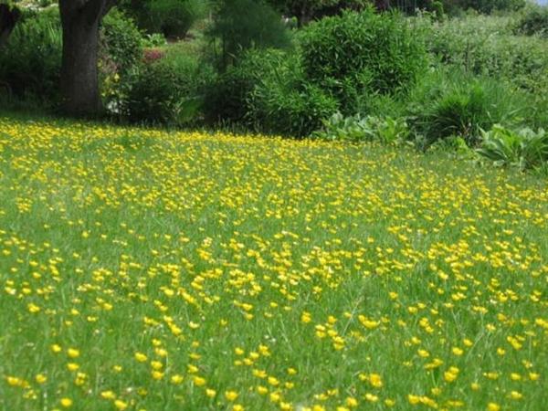 Какими бывают газоны: виды и характеристики "зеленых полей"