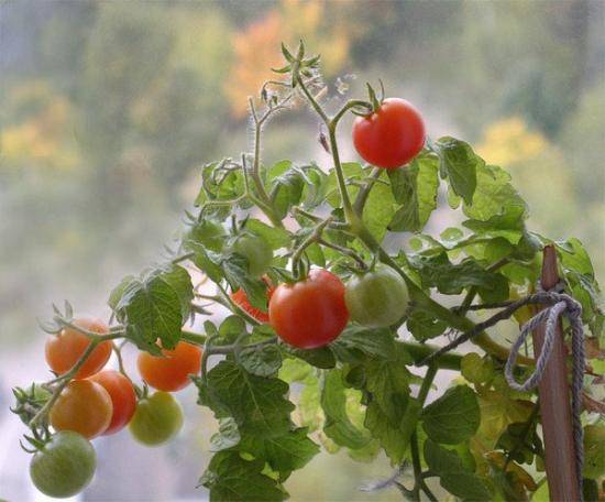 Как выращивание помидоров на балконе осуществить с фото
