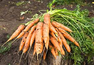 Когда сажать морковь в Ленинградской области с фото