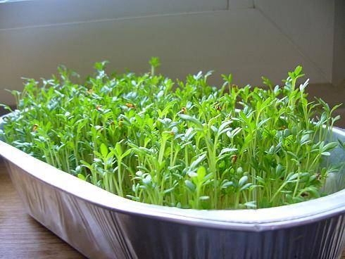Как вырастить кресс салат на подоконнике - фото