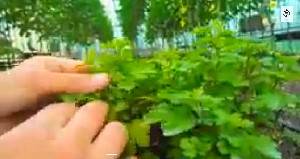 Выращивание рассады хризантем в пластиковых формах - видео - фото