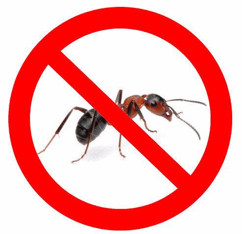 Как избавится от муравьев на участке с фото
