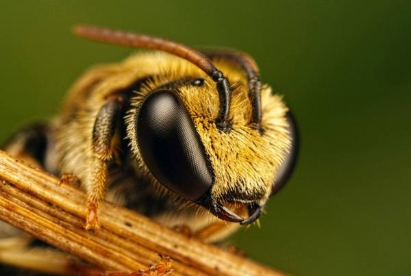 Как завести пчел с нуля: с чего начать и что нужно с фото