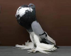 Какие породы голубей разводят на алтае - фото