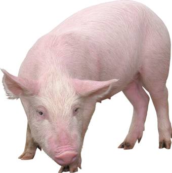 Какие породы свиней разводят в Амурской области - фото