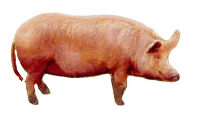 Какие породы свиней разводят в Белгородской области - фото