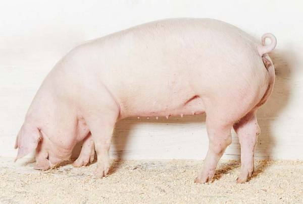 Какие породы свиней разводят в Чувашии с фото