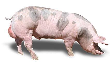 Какие породы свиней разводят в Мордовии - фото