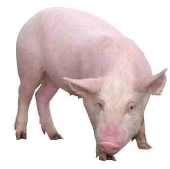 Какие породы свиней разводят в Московской области - фото