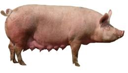 Какие породы свиней разводят в нашем крае - фото