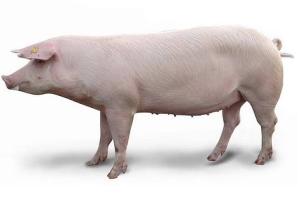 Какие породы свиней разводят в Самарской области: фото - фото