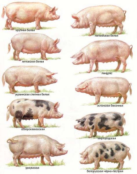 Какие породы свиней разводят в Волгоградской области - фото