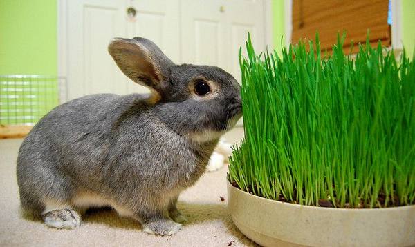 Травы для кормления кроликов: какие можно давать, какие  нет - фото