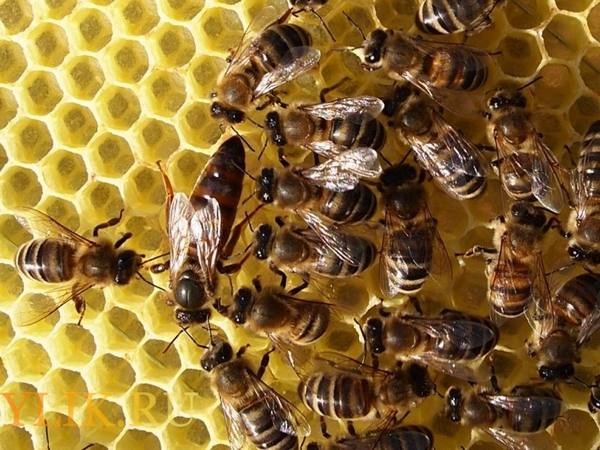 Карпатская порода пчел: характеристики, отзывы и видео - фото