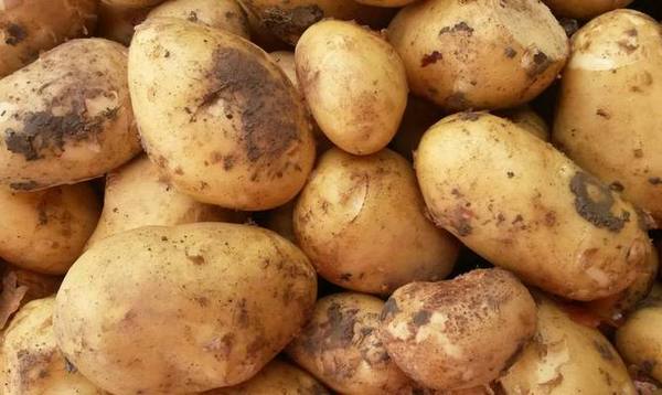 Сорт картофеля «Астерикс» - фото