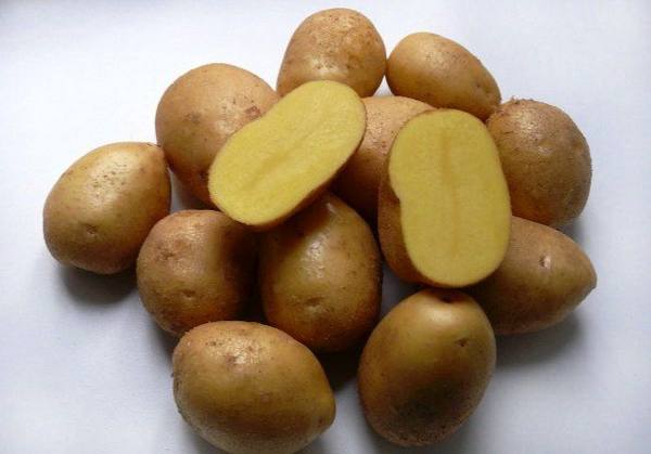 Популярный картофель сорта импала с фото