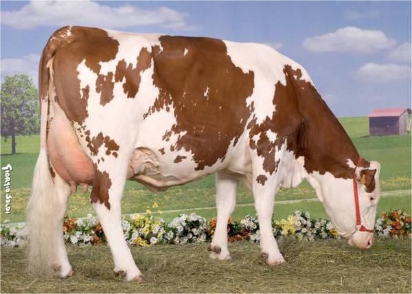 Характеристики монбельярдской породы коров с фотографиям - фото