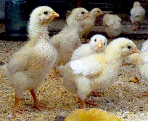 Комбикорм, как необходимость в уходе за цыплятами - фото