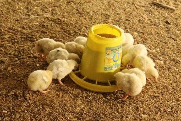 Составление комбикорма для цыплят яичных пород - фото