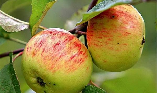 Коричное полосатое  сорт яблок для длительного зимнего хранения - фото