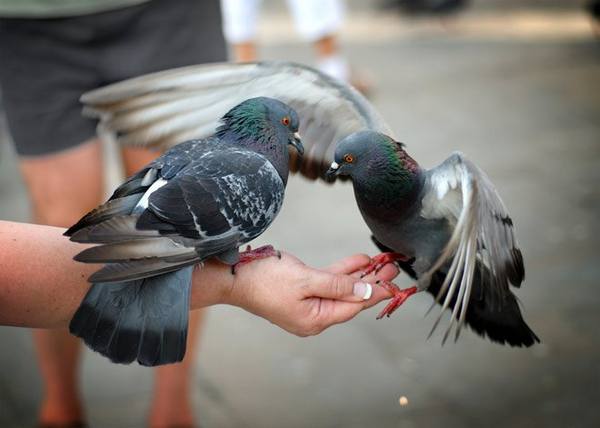 Кормление голубей в период размножения и зимой: видео с фото