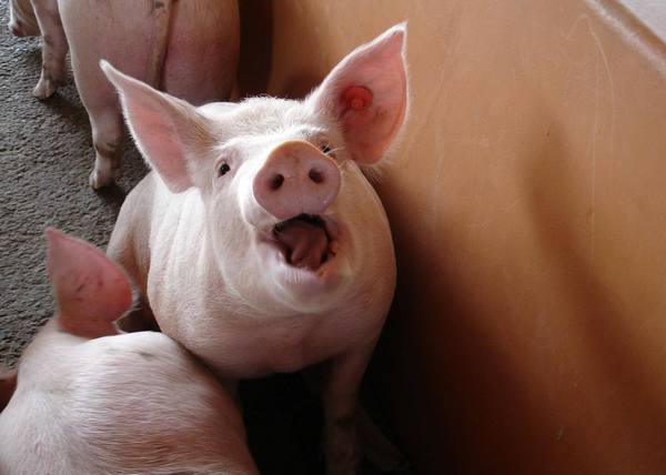 Кормление и выращивание свиней в домашних условиях - фото