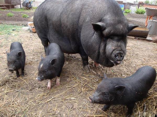 Кормление вьетнамских свиней в домашних условиях: видео с фото