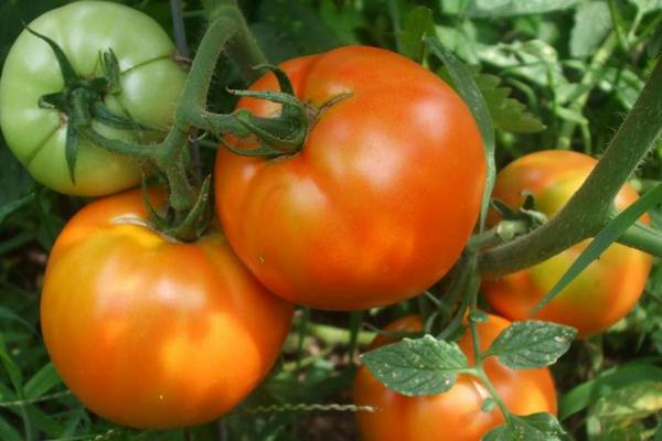 Корневые и внекорневые подкормки томатов - фото
