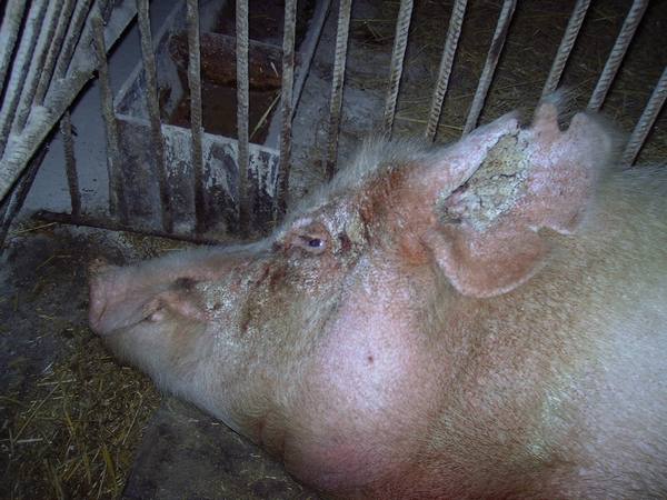 Лечение фармацином саркоптоза у свиней: отзывы с фото