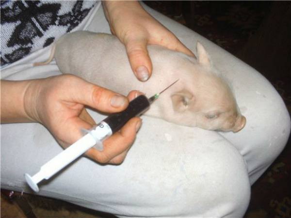 Левамизол 75 для свиней: инструкция по применению, отзывы - фото