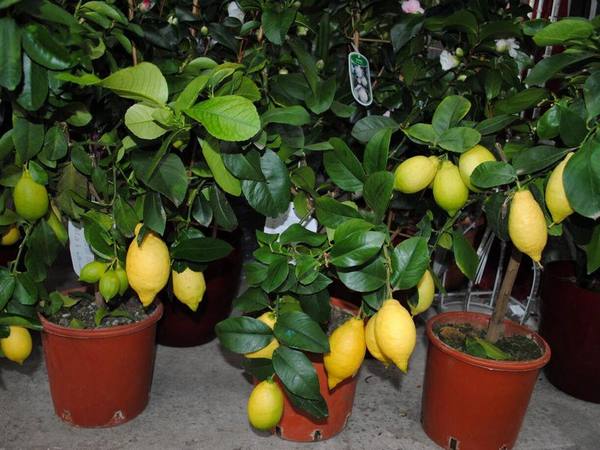 Характеристика лимона Павловского - фото