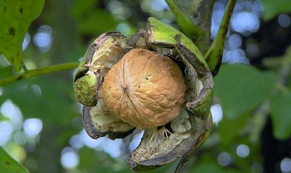Листья грецкого ореха  чем полезны настойки, отвары и чай из них? с фото