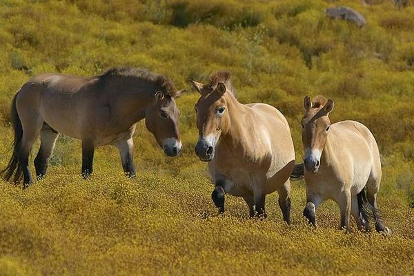 О лошади Пржевальского - фото