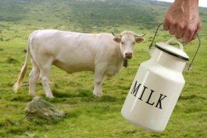 ТОП-7 пород молочных коров - фото