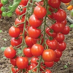Сорта томатов для теплицы - фото