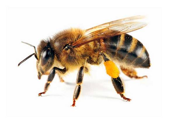 Медоносная пчела: внешний вид и их повадки - фото