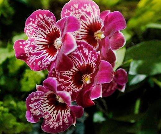 Орхидея мильтония: посадка, уход, размножение, пересадка с фото