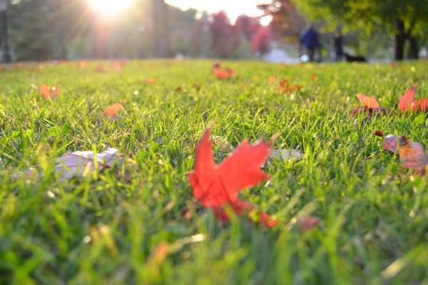 Можно ли сажать газон осенью с фото