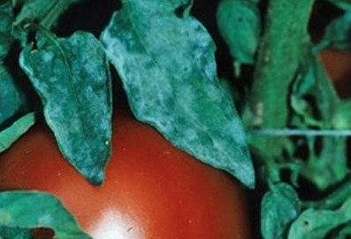 Как бороться с мучнистой росой на помидорах - фото