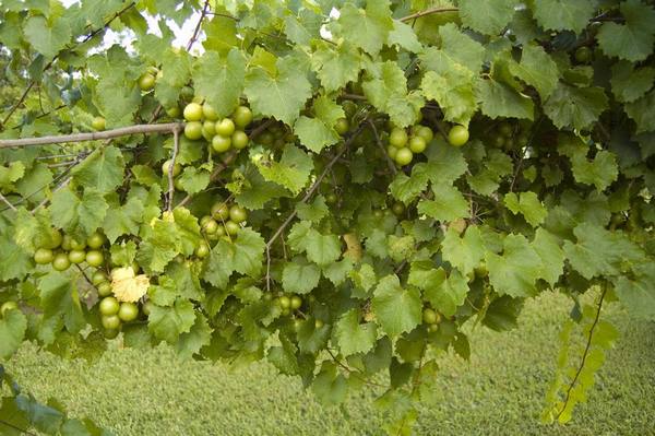 Какой мускатный сорт столового винограда самый лучший? - фото