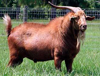 Мясные породы коз  в России с фото