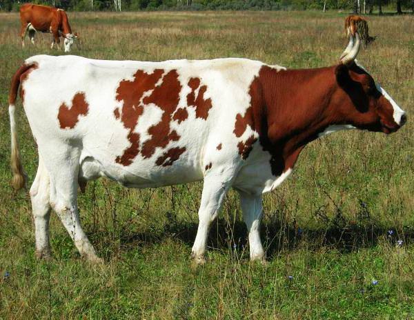 Мясо молочные породы коров: вес чистого мяса с фото