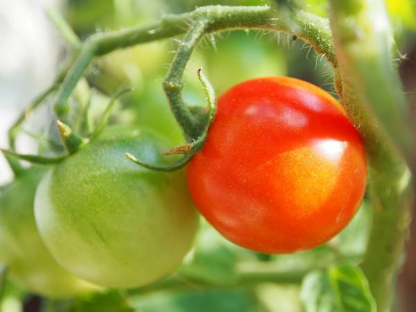 Рассада томатов не растет - фото