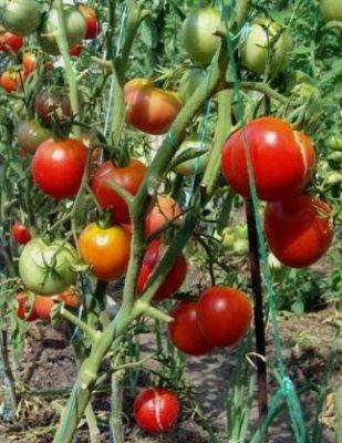 О том, как пасынковать помидоры - фото