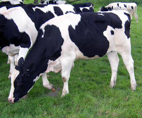 Обзор Голландской породы коров, ее описание, фото и видео - фото